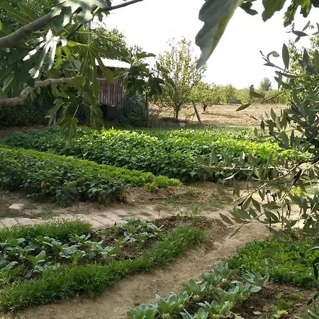 L'albero Della Gioia *