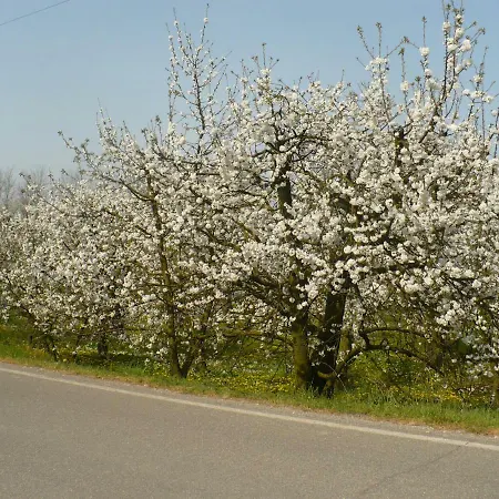 L'albero Della Gioia ベッド・アンド・ブレックファスト Villanova sull'Arda