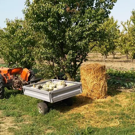 Bed & Breakfast L'albero Della Gioia