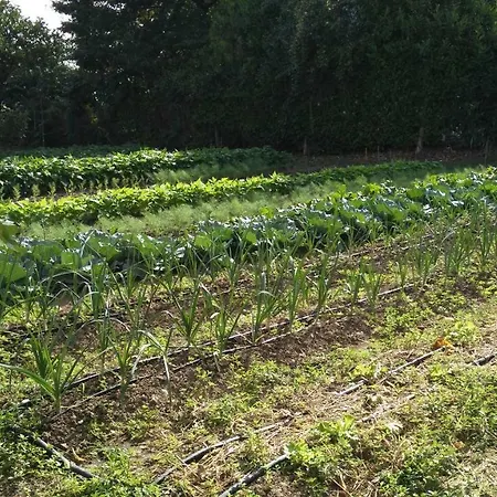 L'albero Della Gioia Bed & Breakfast Villanova sull'Arda