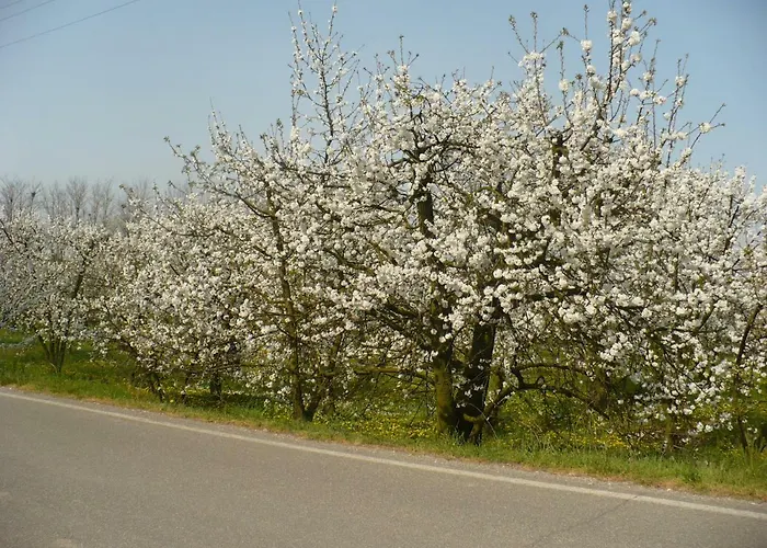 L'albero Della Gioia Bed and Breakfast Villanova sull'Arda