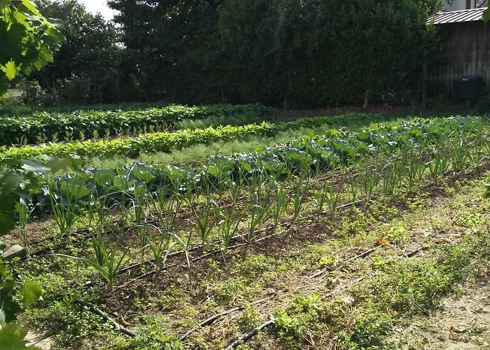 L'albero Della Gioia Bed and Breakfast Villanova sull'Arda