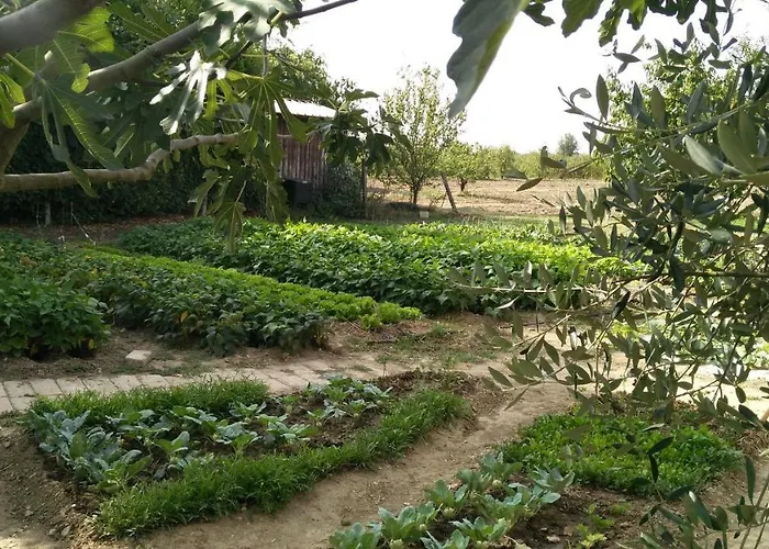 L'albero Della Gioia *